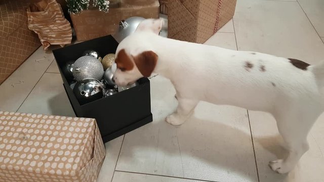 Small terrier puppy explore gifts under christmas tree.