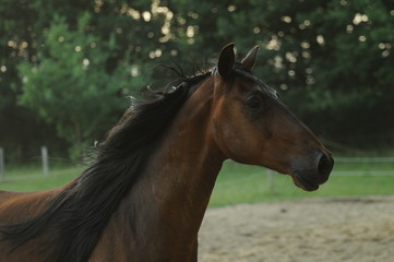 Fototapeta premium Horse mortion head shot