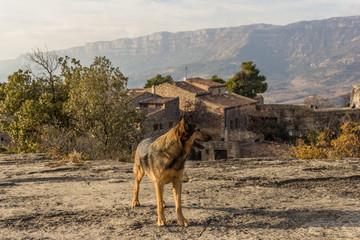 Naklejka premium Wild dog in desert environment and mountains
