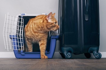 Ginger cat in a travel crate beside a suitcase look anxiously sideways.