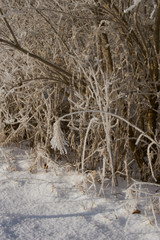 hoarfrost on branches and grass