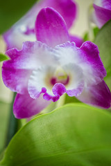 purple orchid flower macro phalaenopsis, dendrobium