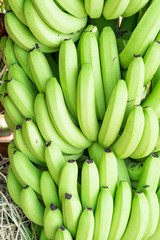 Green bunches of Cavendish banana