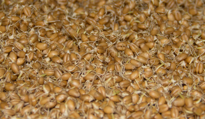 Close up of wheat germ background