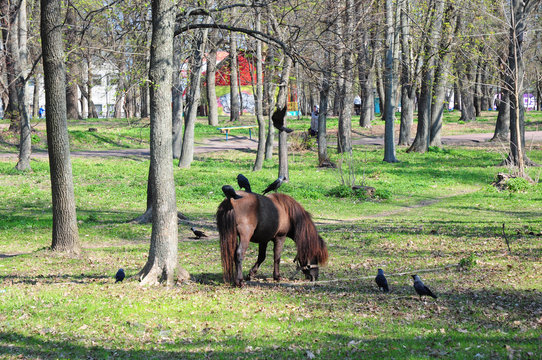 Beautiful pony with funny herd. Pony rides. Pony horse  on the farm pasture on a sunny day with crows.
