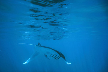 Dancing manta rays in the Maldives.