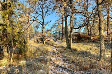 Fototapeta premium Winter in the forest