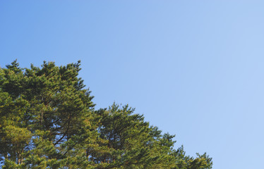 木　空　素材