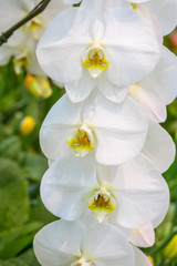 Naklejka na ściany i meble Beautiful white Phalaenopsis orchid flowers