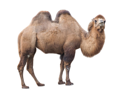  Bactrian camel (Camelus bactrianus), isolated on White background