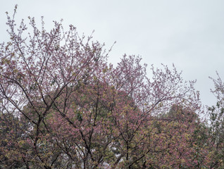 Cherry blossom tree is blooming with the light fog.