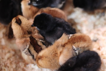 Obraz premium ひよこ