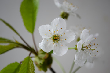 white flowers of apple tree spring, flowers, macro