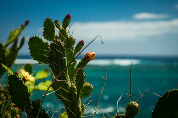 Cactus