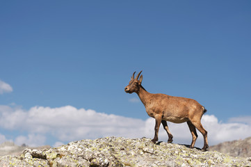 Young female alpine Capra ibex on the high rocks stone in Dombay mountains. North Caucasus. Russia