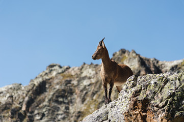 Obraz premium Young female alpine Capra ibex on the high rocks stone in Dombay mountains. North Caucasus. Russia