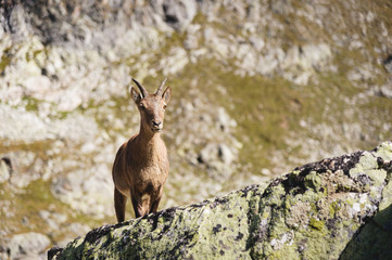 Young female alpine Capra ibex looking at the camera and standing on the high rocks stone in Dombay mountains against the rocks. North Caucasus. Russia