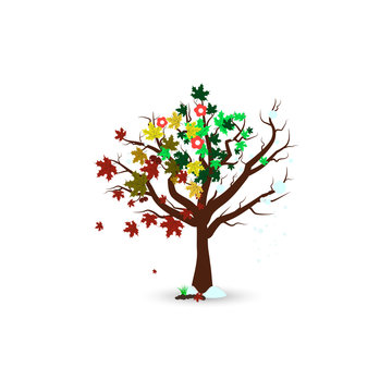 Four season in one trees isolated, nature environment maple tree concept vector illustration