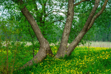 countryside yard with trees and green foliage in summer