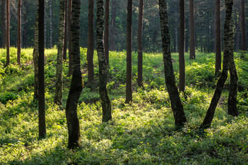 Fototapeta premium countryside yard with trees and green foliage in summer