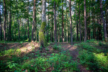 countryside yard with trees and green foliage in summer