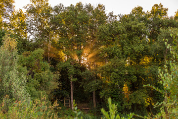 Luz atravesando las hojas de los &aacute;rboles