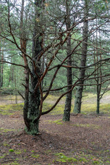 Fototapeta premium countryside yard with trees and green foliage in summer