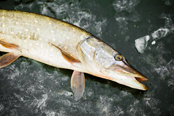 winter fishing from the ice, pike fishing. pike on the frozen lake.