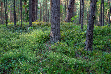 Fototapeta premium countryside yard with trees and green foliage in summer