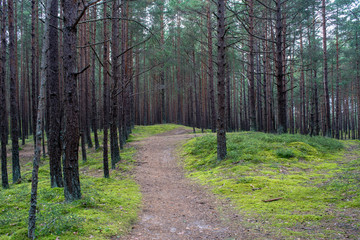 Obraz premium tourist walking footpath in green forest