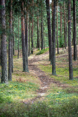 Obraz premium tourist walking footpath in green forest