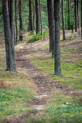 Obraz premium tourist walking footpath in green forest