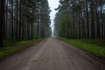 tourist walking footpath in green forest