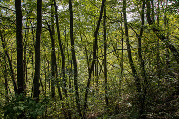radiant sun light shining through tree branches in forest