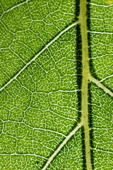 green macro image of leaves transparency