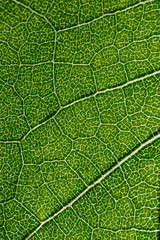 green macro image of leaves transparency
