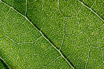 green macro image of leaves transparency