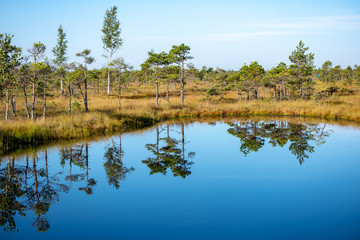 blue sky, clouds and trees from forest reflecting in calm lake water
