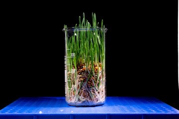 Green plant in GMO laboratory