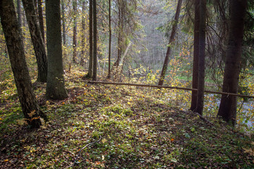 Obraz premium radiant sun light shining through tree branches in forest