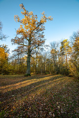 radiant sun light shining through tree branches in forest