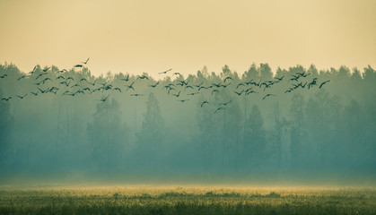 Beautiful flock of migratory goose during the sunrise near the swamp in misty morning.  Autumn landscape of Latvia, Europe. - obrazy, fototapety, plakaty
