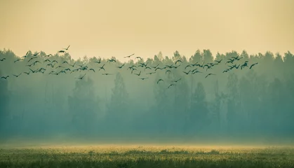 Washable wall murals Morning with fog Beautiful flock of migratory goose during the sunrise near the swamp in misty morning.  Autumn landscape of Latvia, Europe.