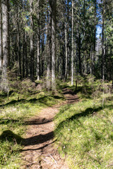 radiant sun light shining through tree branches in forest