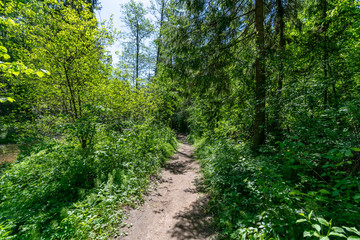 Obraz premium radiant sun light shining through tree branches in forest