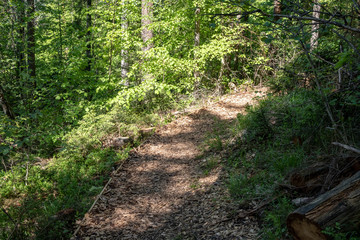 Obraz premium radiant sun light shining through tree branches in forest