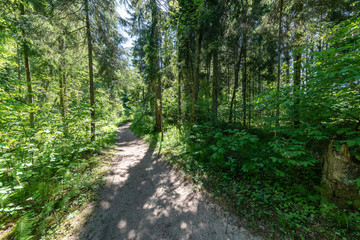 Fototapeta premium radiant sun light shining through tree branches in forest
