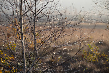 Beautiful wet birch tree branches in the swamp during the sunrise. Autumn scenery in wetlands in Latvia, Europe.
