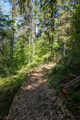 radiant sun light shining through tree branches in forest