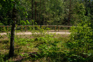 tourist walking footpath in green forest